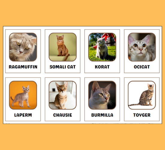Cat Breeds Mini Flashcards