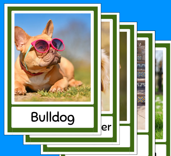 Dog Breeds Real Images Flashcards