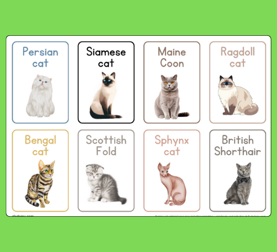 Amazing Cat Breeds Mini Flashcards