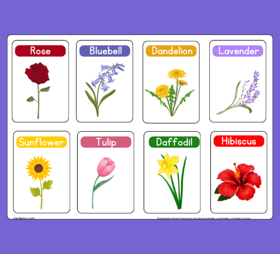 Amazing Flowers Mini Flashcards