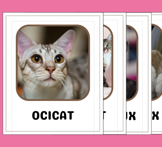 Cat Breeds Images Flashcards