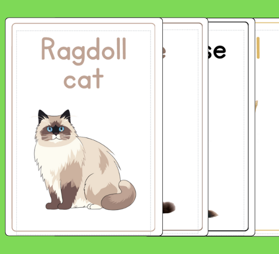Cat Breeds Flashcards