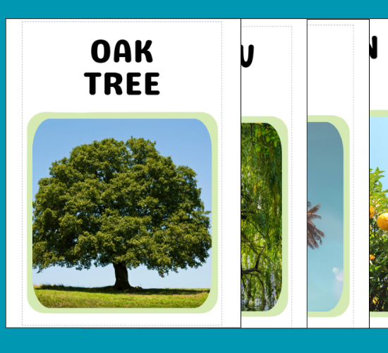 Trees Flashcards