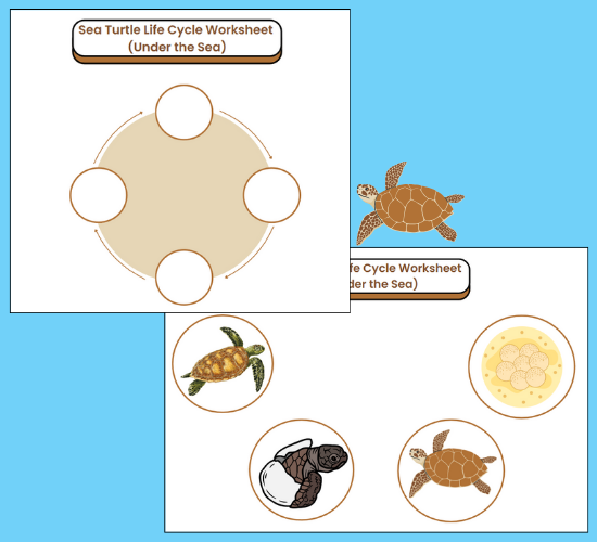 Sea Turtle Life Cycle