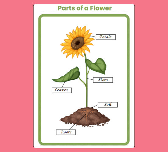 worksheet