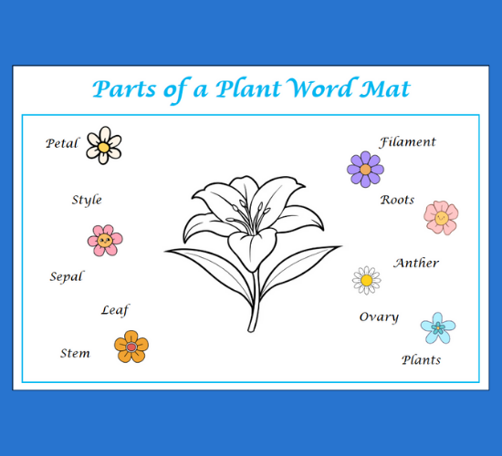 Parts of A Plant Word Mat (Cursive)