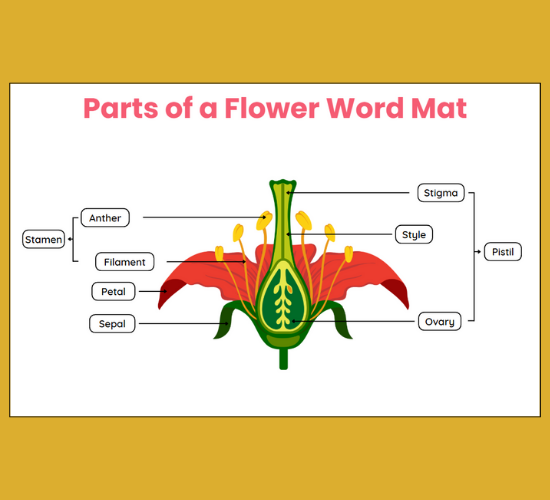 Parts of A Flower Word Mat