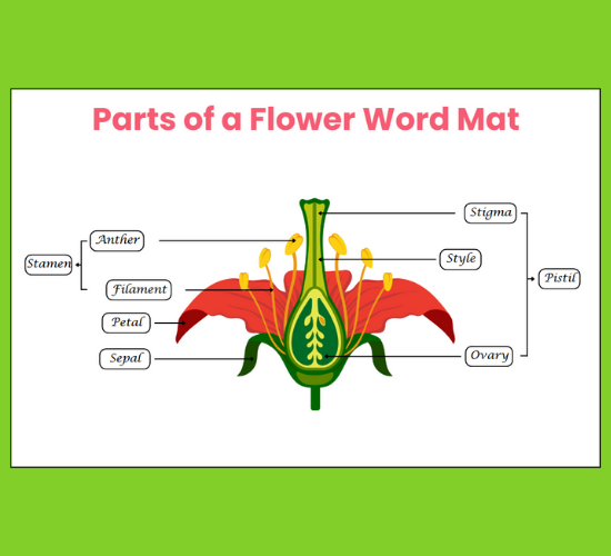 Parts of A Flower Word Mat Cursive