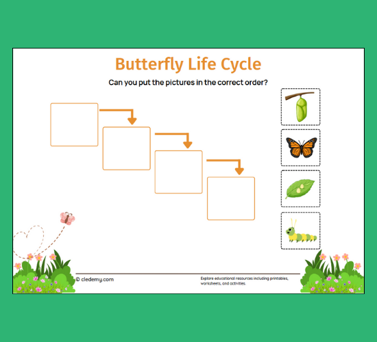 Minibeasts Life Cycle of a Butterfly