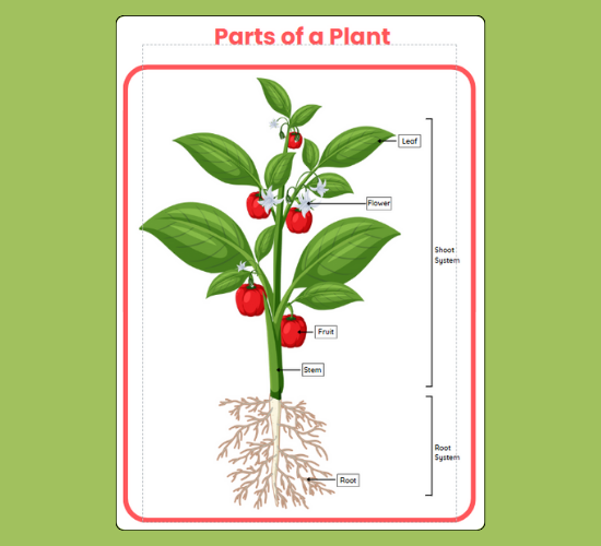 Parts of A Plant Template