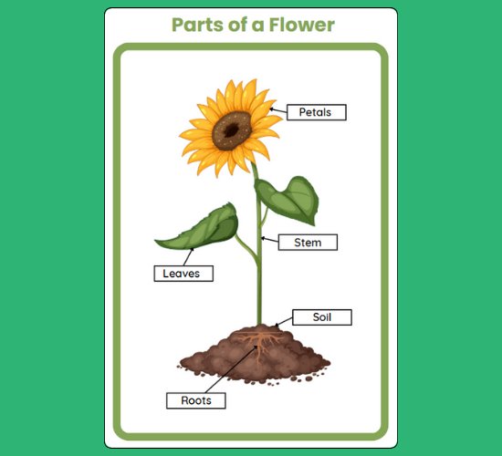 Parts of A Flower