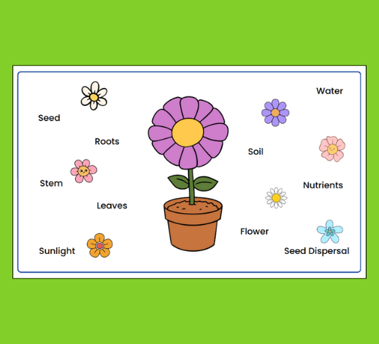 Plant Growth Word Mat