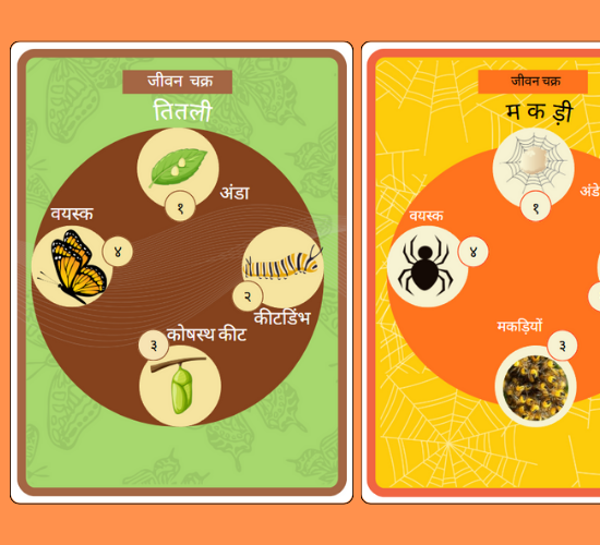 Insects and Garden Critters Life Cycle Posters(Hindi)