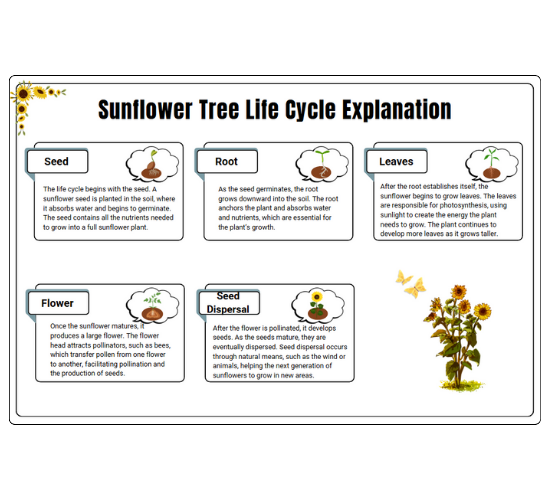 Sunflower Tree Life Cycle Explanation