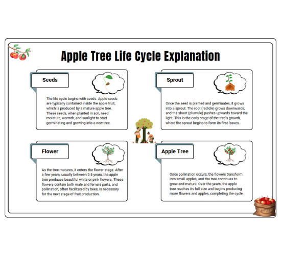 Apple Tree Life Cycle Explanation