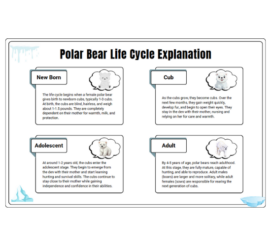 Polar Bear Life Cycle Explanation