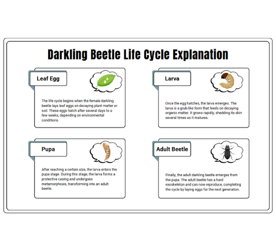 Darkling Beetle Life Cycle Explanation