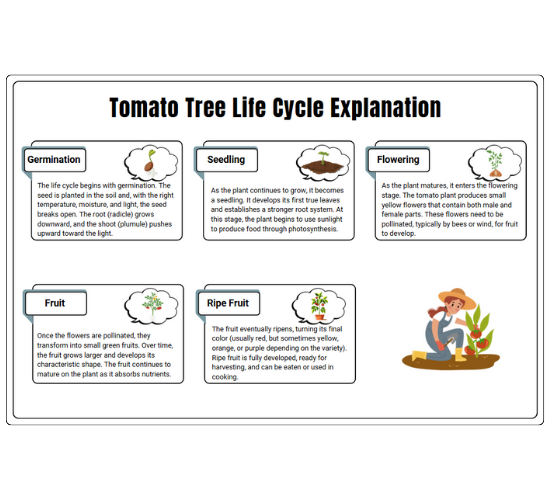 Tomato Tree Life Cycle Explanation
