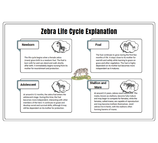 Zebra Life Cycle Explanation