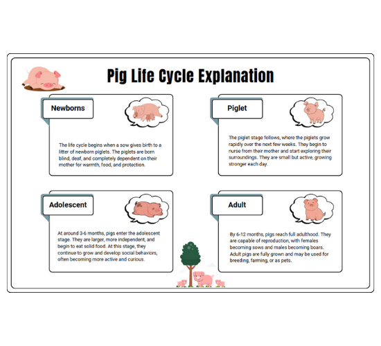 Pig Life Cycle Explanation
