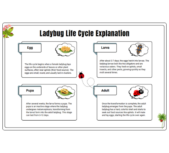 Ladybug Life Cycle Explanation