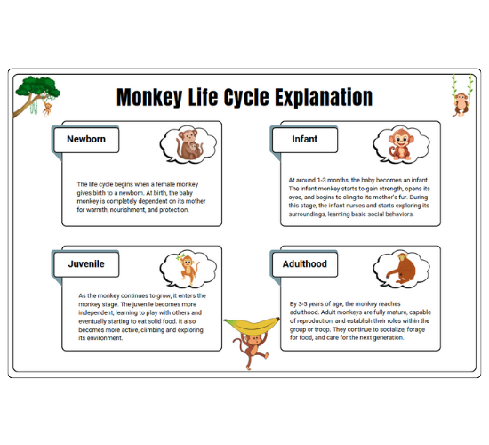 Monkey Life Cycle Explanation
