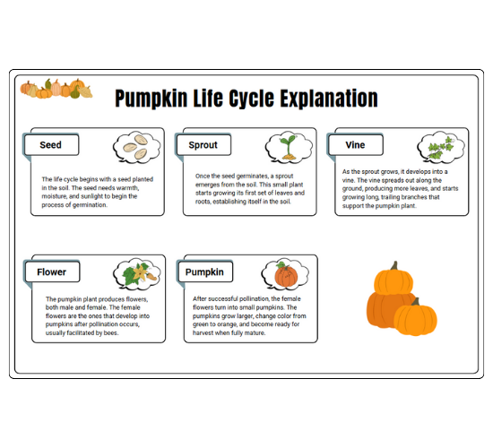 Pumpkin Life Cycle Explanation