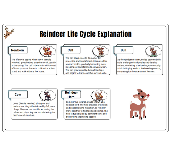 Reindeer Life Cycle Explanation