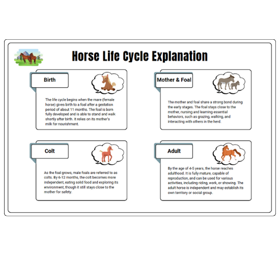 Horse Life Cycle Explanation