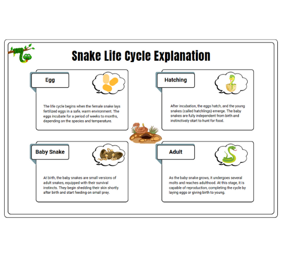 Snake Life Cycle Explanation