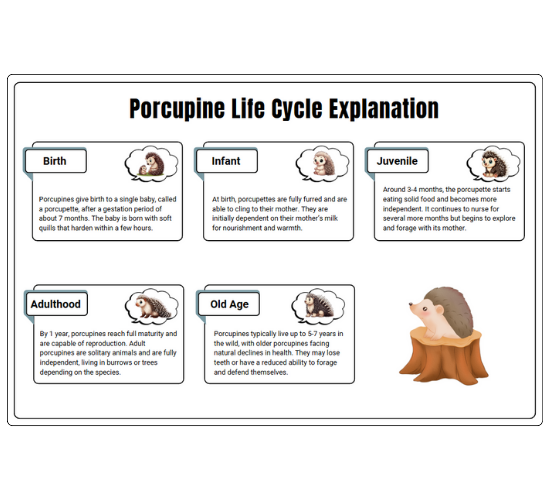 Porcupine Life Cycle Explanation