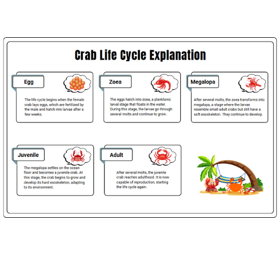 Crab Life Cycle Explanation