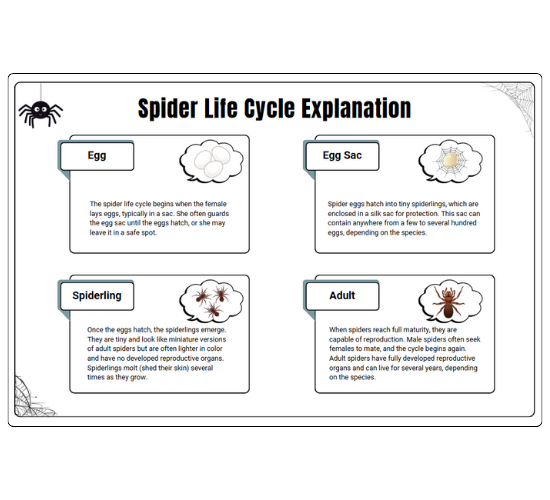 Spider Life Cycle Explanation
