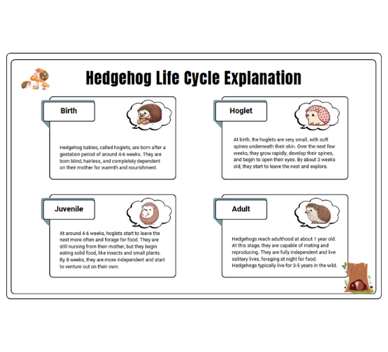 Hedgehog Life Cycle Explanation