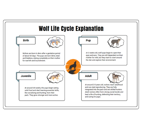 Wolf Life Cycle Explanation