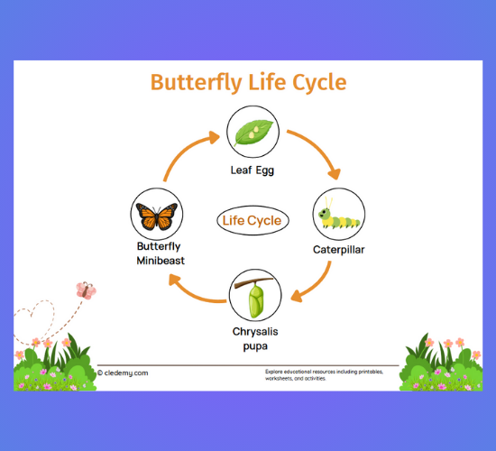 The Butterfly Cycle Word Mat