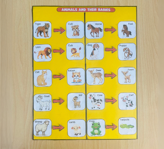 Animals & their Babies