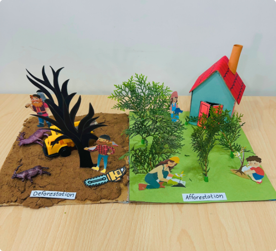 Afforestation and Deforestation Model
