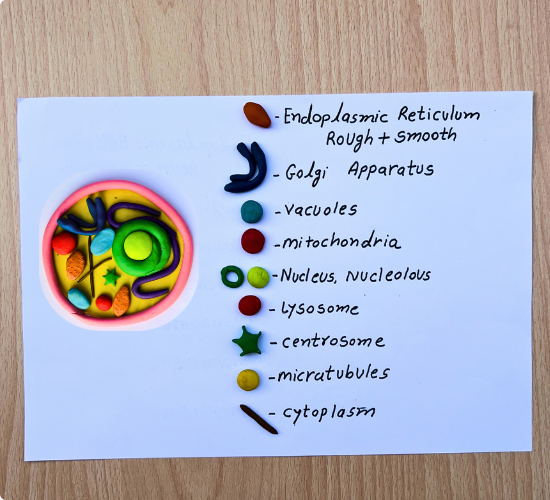 Animal Cell Model