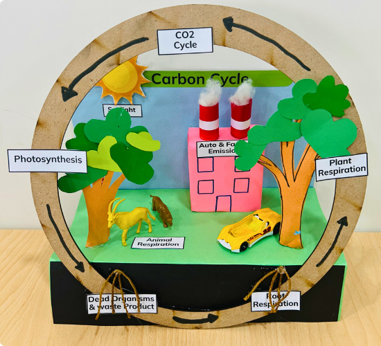 Carbon Cycle Model