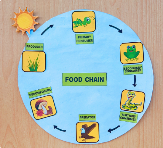 Food Chain Model