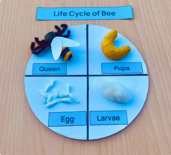 Honeybee Life Cycle 3D Model