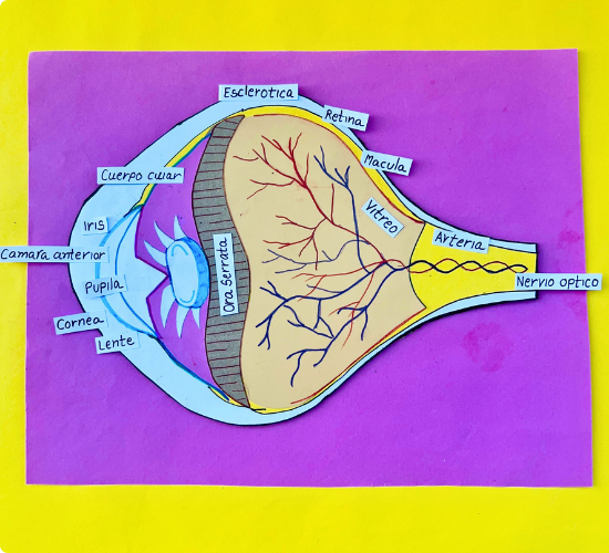Human Eye Project