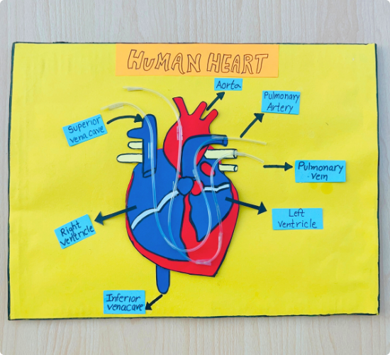 Human Heart Model