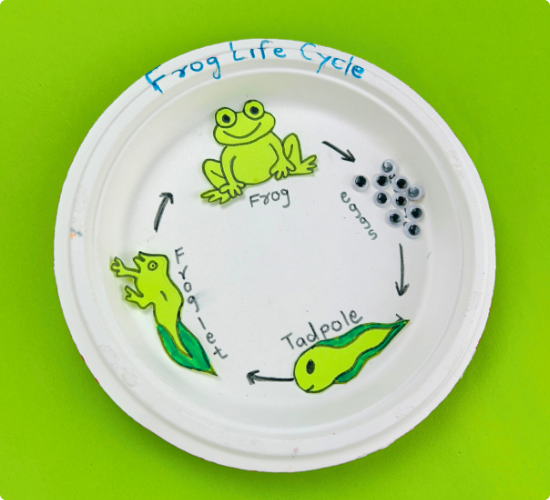 Life Cycle of Frog Model