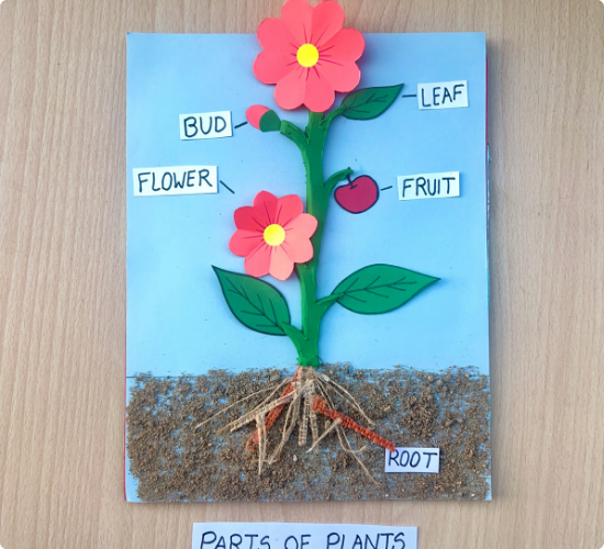 Parts of Plant Model