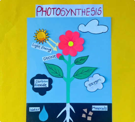 Photosynthesis Project
