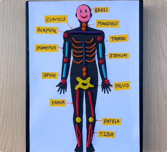 Skeletal System Project