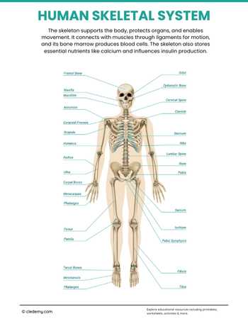 Human Skeletal System