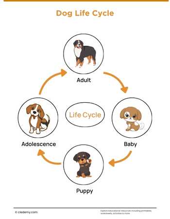 Dog Life Cycle